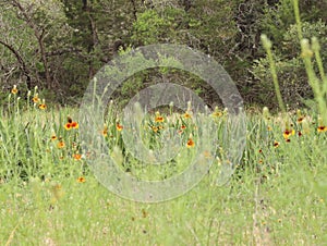 Flowers in the outdoors of Wimberly Texas