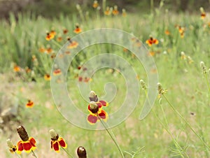 Flowers in the outdoors of Wimberly Texas