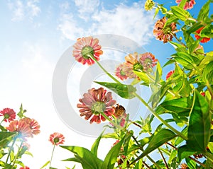 Flowers Over Blue Sky. Zinnia flower