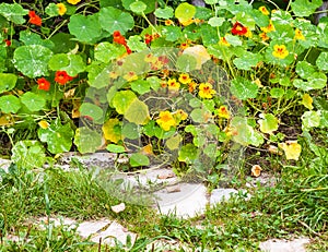 flowers at overgrown garden