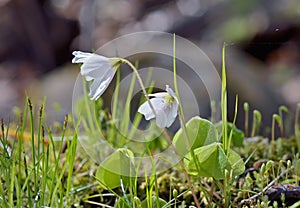 Flowers of oxalis 2