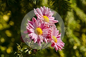 Flowers of painted daisy in a garden