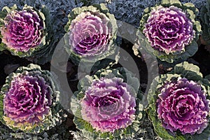 Flowers in the Palace of Kuskovo.