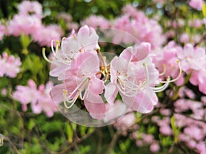 Flowers of pale pink rhododendron Vaseyi Latin: rhododendron vaseyi A. Gray in the botanical garden of St. Petersburg photo