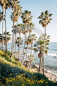 Flowers and palm trees at Heisler Park, in Laguna Beach, Orange County, California