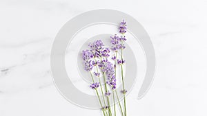 Flowers panoramic banner. minimalistic lavender bouquet on marble surface. flat lay, copy space