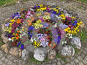 Flowers pansies as a street decoration in the Vitznau settlement