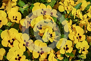 Flowers pansies bright yellow colors with a dark mid-closeup