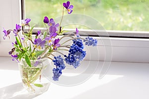 Flowers Pansies and Muscari. Wildflowers on the window