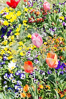 Flowers of pansies and tulips
