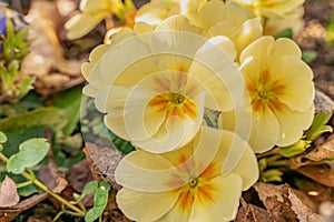 Flowers of Pansy in a garden bed in full bloom. Yellow pansies represent happiness or a bright disposition which is ideal for