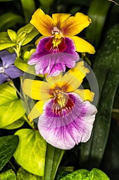 Flowers of Pansy Orchid