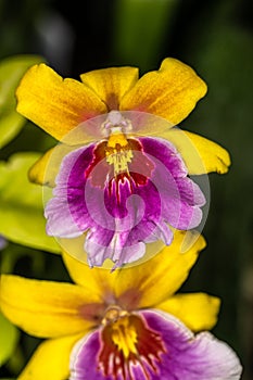 Flowers of Pansy Orchid