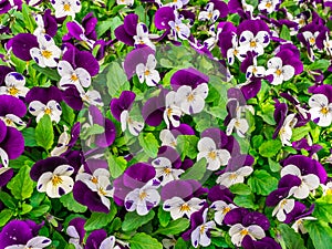 Flowers pansy top down beautiful field of green grass close up blurred as background in the nature purple and white color, panoram