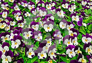 Flowers pansy top down beautiful field of green grass close up blurred as background in the nature purple and white color, panoram