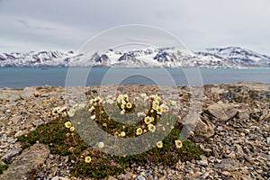 Flowers papaver polare on a stony bank beyond the Arctic Circle