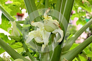 Flowers of Papaya, Carica papaya, cultivar Coorg Honey Dew,