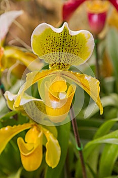 Flowers of Paphiopedilum orchid