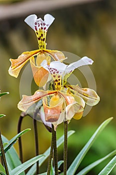 Flowers of Paphiopedilum orchid from Chiang Mai Thailand,