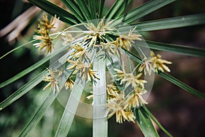 Flowers of Papyrus close up