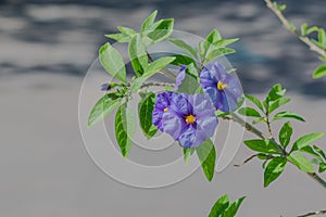 Flowers paraguay nightshade plant lycianthes rantonnetii