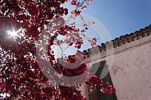 Flowers at Parga City, Parga Greece