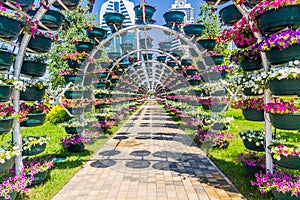 Flowers in a park in the center of Grozny, Chechen Republic, Russ