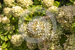 Flowers in the park of chateau Amboise, Loire valley, France.