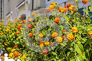 Flowers in the park of chateau Villandry, Loire valley, France.