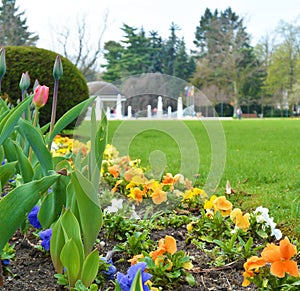 Flowers in park in city Podebrady, czech republic