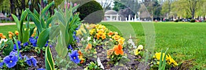 Flowers in park in city Podebrady, czech republic