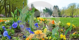 Flowers in park in city Podebrady, czech republic