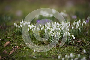 flowers in a park in spring