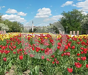 Flowers in the park of victory