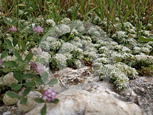 Flowers of Paronychia argentea on sandy rocky place. Desert Israel sunny close up blooming plants of silvery whitlow