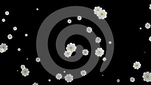 Flowers Particles Emitter Random, Background in Black