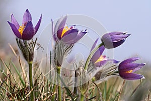 Flowers of pasqueflower