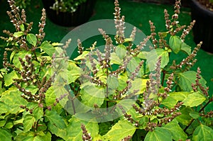 Flowers of patchouli plant