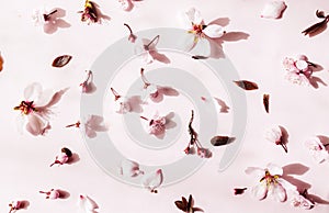 Flowers pattern composition. Pink flowers on pastel pink background. Valentines Day