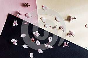 Flowers pattern composition. Pink flowers on pastel pink yellow and black background.