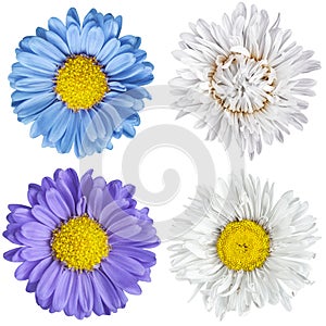 Flowers pattern for designer on white isolated background.chamomile, dahlia and wild flower. medical and beauty industry