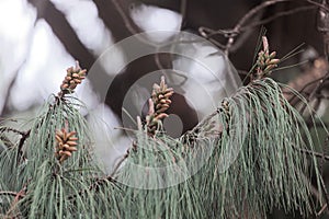 Flowers of a Patula pine Pinus patula
