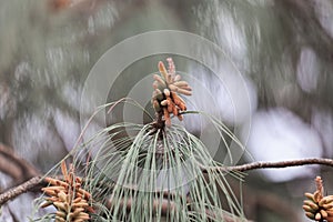 Flowers of a Patula pine Pinus patula