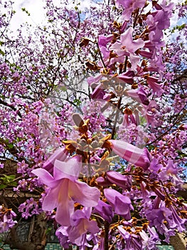 The flowers of Paulownia tomentosa - princess tree