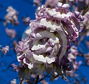 Flowers of Paulownia tomentosa tree against blue sky in public landscape city park `Krasnodar` or `Galitsky park`. Empress