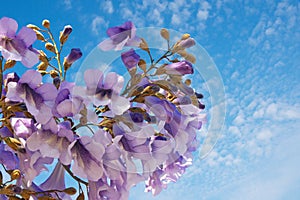 Flowers of Paulownia tomentosa tree against  blue sky on sunny spring day