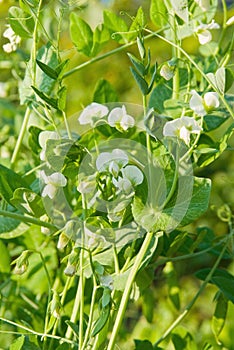 Flowers of pea