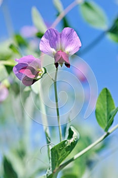 Flowers of pea blooming in a field