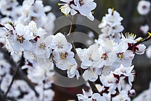 Flowers, peach tree, spring, impulse of the soul, the petals of the tree, nature