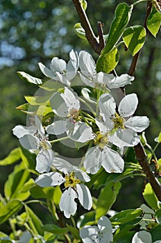 Flowers of pear 2